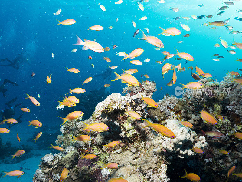 珊瑚礁，红海，埃及Lyretail Anthias